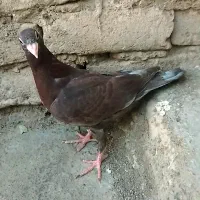 کبوتر