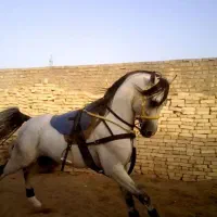 نریان عرب یکسر وارداتی * آموزش تعزیه دیده*