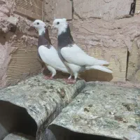 کبوتر طوقی،ساده،خارا|پرنده|سبزوار, امیر کبیر|دیوار