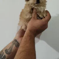 پامر و پکینیز|سگ|تبریز, |دیوار