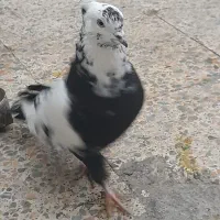 پرنده|پرنده|خرم‌آباد, |دیوار