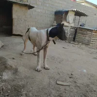 پیتبول ماده هنوز نزاییده جفت خورده