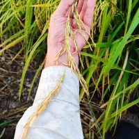 چلتوک طارم اسماعیلی