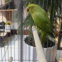 طوطی مالنگو فروش فوری