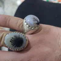 شجر کلکسیونی فدیوم نقره سازان  شاه مقصود۵۰ساله