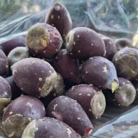 میوه کاکتوس  اپونتیا