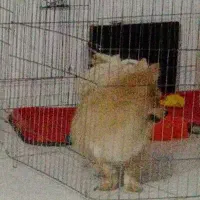 فروش سگ دختر وپسر|سگ|پردیس, فاز ۱۱|دیوار