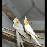 عروس پاریس سوسنگرد
