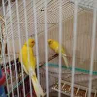 قناری سوپرمولد|پرنده|بوشهر, |دیوار