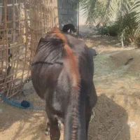 بره  گاو ابستن  گوساله ماده|حیوانات مزرعه|بندرعباس, |دیوار