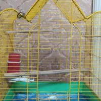 قفس پرنده|لوازم جانبی حیوانات|تهران, افسریه جنوبی|دیوار