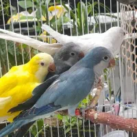 طوطی راهب و گرینچیک|پرنده|زنجان, |دیوار