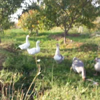 پنچ عدد قو غاز  سفید و خاکستری نرو ماده