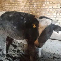 گوساله|حیوانات مزرعه|کبودرآهنگ, |دیوار