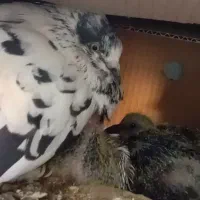 کفتر ماده سوسکی تار شده