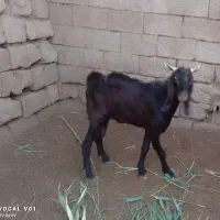 دوتا بز