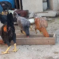 با سلام فروشی درجه‌ یک|حیوانات مزرعه|خان ببین, |دیوار