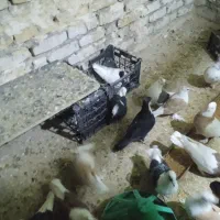 پرنده|پرنده|تربت‌حیدریه, کوی شهید احمدزاده ملکی|دیوار