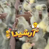 انتخابی مناسب جوجه غازهای یکروزه فروشگاه آرشیدا