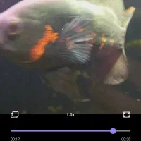 اسکار آلبینو رد تایگر و اسکار بلک تایگر|ماهی|گرگان, |دیوار