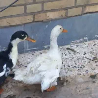 اردک ۵ ماهه