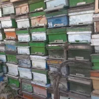 کندوی زنبور عسل مربع و آمریکایی|حیوانات مزرعه|نیر (اردبیل), |دیوار