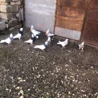 کبوتر طوقی|پرنده|مریوان, |دیوار