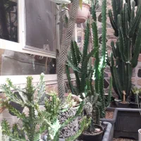 گل گیاه|گل و گیاه طبیعی|یزد, |دیوار