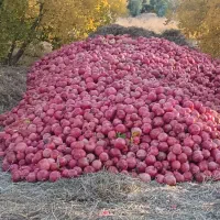 فروش 3تن انار|خوردنی و آشامیدنی|حنا, |دیوار