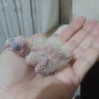 جوجه عروس سرلاکی|پرنده|پاکدشت, شهرک انقلاب|دیوار