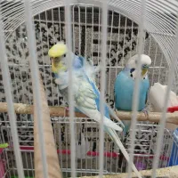 پرنده زینتی