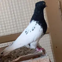 کبوتر کله مشکی نر تکی مست