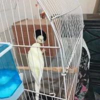 مرِغ عشق انگلیسی فنچ کینگ فروشی