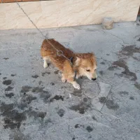 سگ اشپیتز|سگ|کرمان, |دیوار