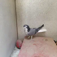 کبوترماده گلین قصری