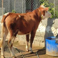 گاو و گوساله سمینتال سه راس مخصوص کشتار و داشتی