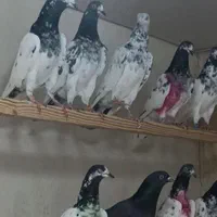 کبوتر تیدی پاکستانی|پرنده|رشت, تازه آباد|دیوار
