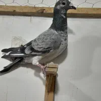 کفتر پرشی کفتر بوم