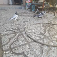 کبوتر تهرانی وکله ای دونه ۴۰۰|پرنده|آبدانان, |دیوار
