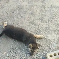 واگذاری حیوانات خانگی سگ