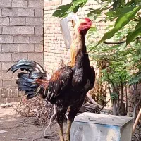 فروش یا معاوضه خروس لاری|حیوانات مزرعه|بابل, |دیوار