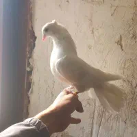 فروش کبوتر ماده|پرنده|نهاوند, |دیوار