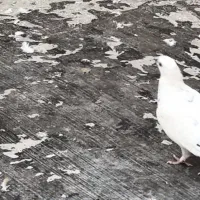 کبوتر|پرنده|شاهینشهر, شهرک گلدیس|دیوار