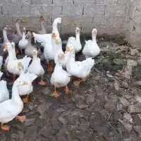 7عددقوغازیکجا