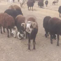 دوعدد قوچ روزگاری