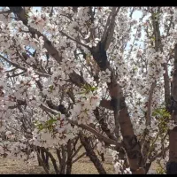 فروش طرح بادامستان|فروش دفتر صنعتی، کشاورزی، تجاری|سامان, |دیوار