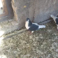 چپ سیاه|پرنده|رفسنجان, |دیوار