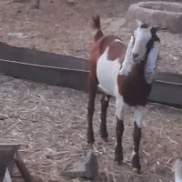 دوتا بز|حیوانات مزرعه|حمیدیه, |دیوار