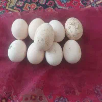 تخم مرغ نطفه دار برهما