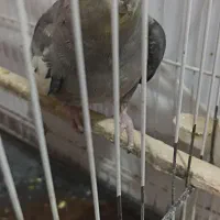 عروس هلندی ماده